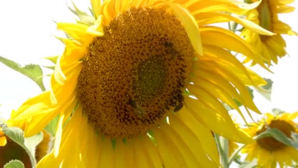 Biene und Sonnenblume — Stockvideo