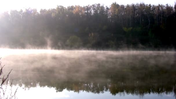 Lago da floresta. Bom dia. — Vídeo de Stock