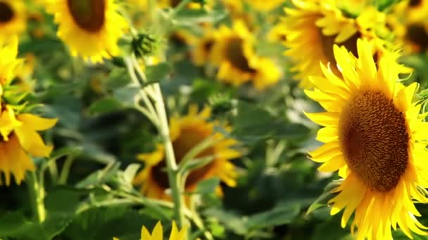 Sunflower background — Stock Video