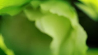 beyaz çiçek. yakın çekim