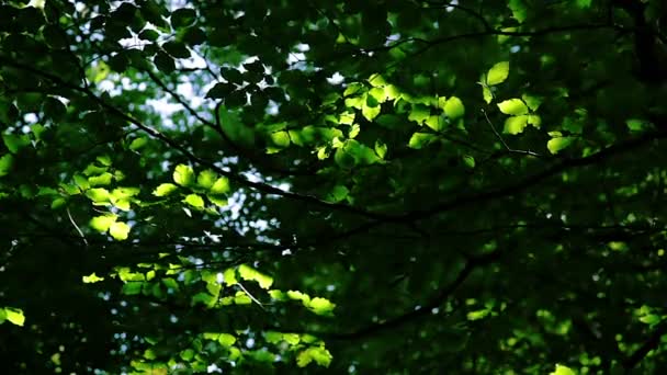 Fond des feuilles : forêt, rayons de soleil et ombre 