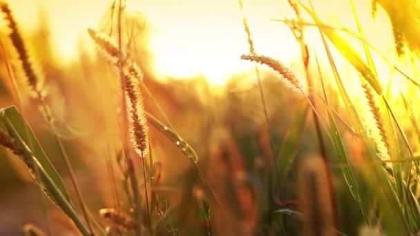 Grama do sol — Vídeo de Stock