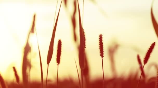 Sunset and grass — Stock Video