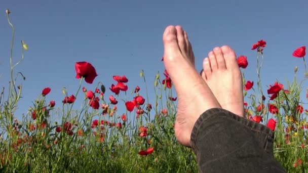 Slacker on poppy field — Stock Video