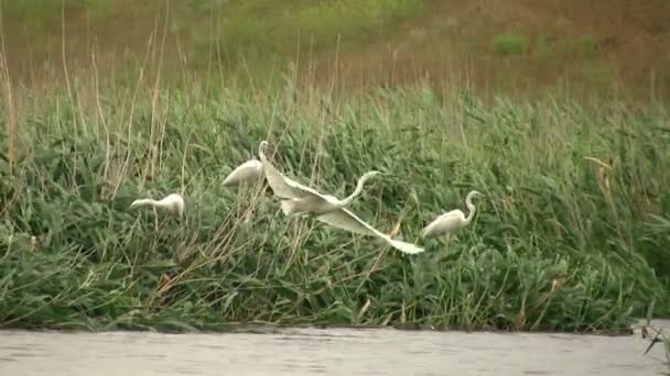 Vogels vliegen Zuid — Stockvideo