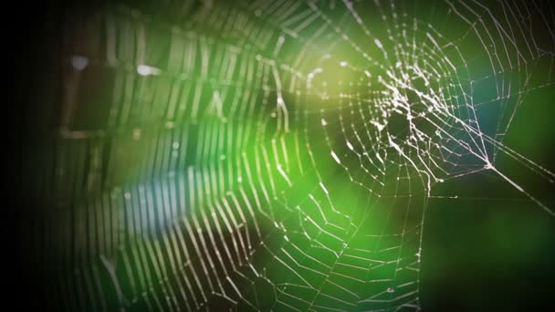 Forest web — Stock Footage Forest web Stock Video