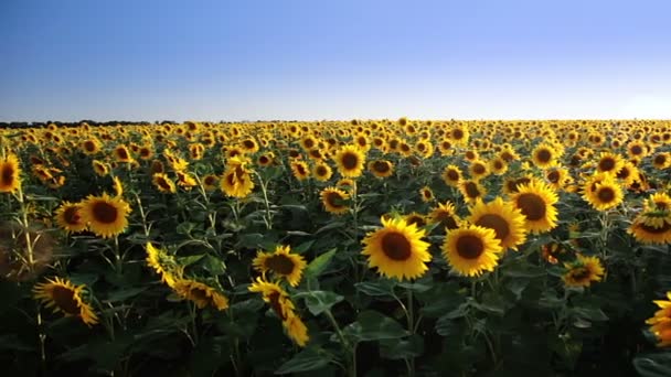 Gebied van zonnebloemen en de zon. Panorama — Stockvideo