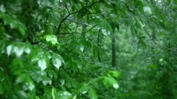Lluvia en el bosque — Vídeos de Stock