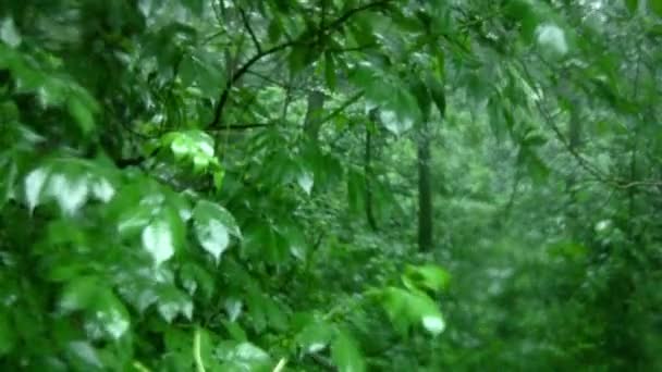 Pluie dans la forêt