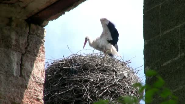 Ooievaar op het dak — Stockvideo