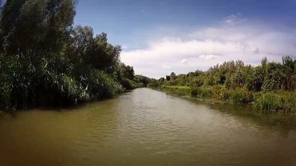 Río bosque — Vídeo de stock