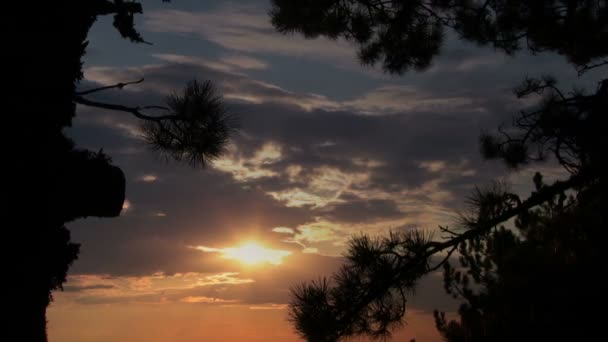 Pino y puesta de sol — Vídeos de Stock