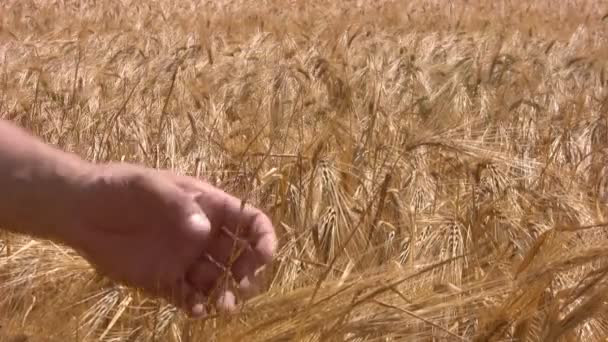 Lidské ruce, které se dotýkají pšenice kužely — Stock video