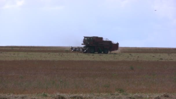 収穫のフィールドの結合 — ストック動画