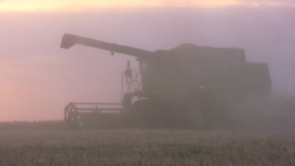 Harvesting combine on field — Stock Video