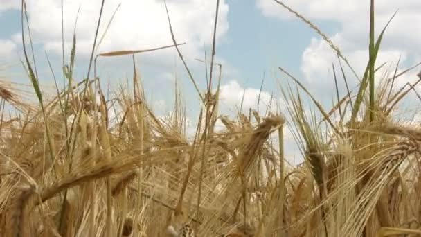 Wheat cones closeup — Stock Video