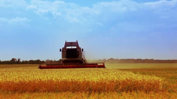 Cosecha se combinan en campo — Vídeo de stock