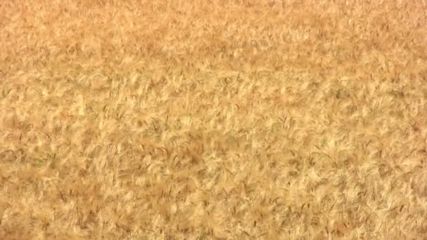 Golden wheat field closeup — Stock Video