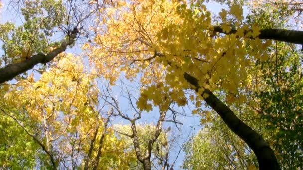 Sotto alberi di autunno — Video Stock