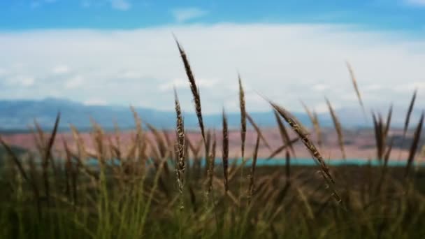 Трава прерий — стоковое видео