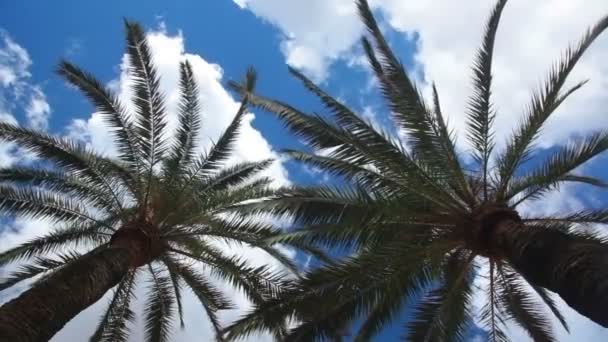 Két pálmafák és eget felhők — Stock videók
