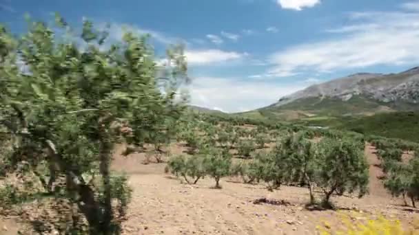 Оливковые деревья — стоковое видео