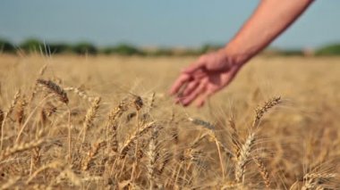 Good harvest