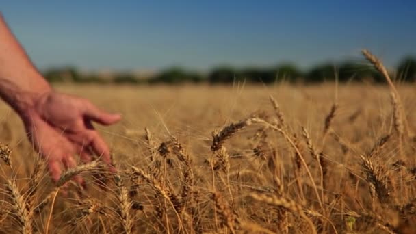 Weizen und Menschenhand — Stockvideo