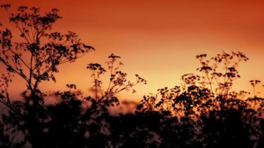 Bozkırda gün batımı