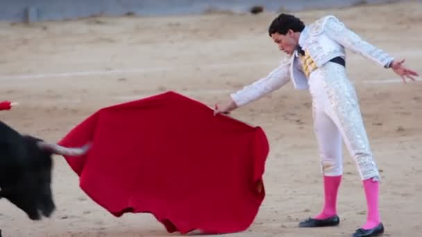 Work bullfighter with bull. Close-up — Stock Video