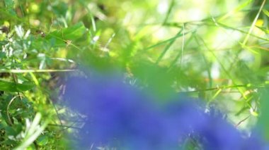 Orman çiçek. portre