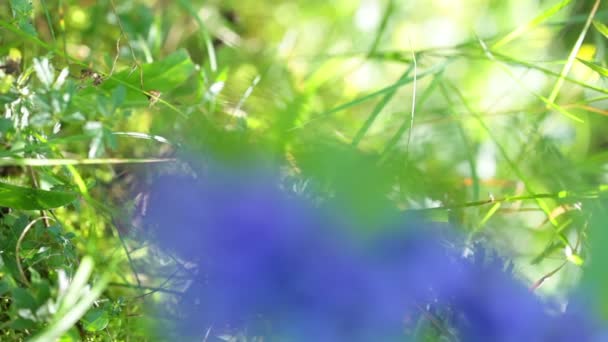 Forest flower. Closeup — Stock Video