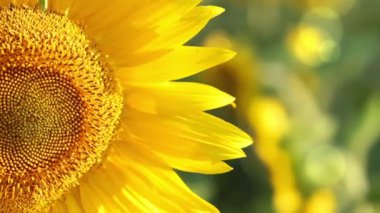 Güneş ışığındaki ayçiçeği