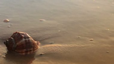 altın kum üzerinde deniz kabuğu