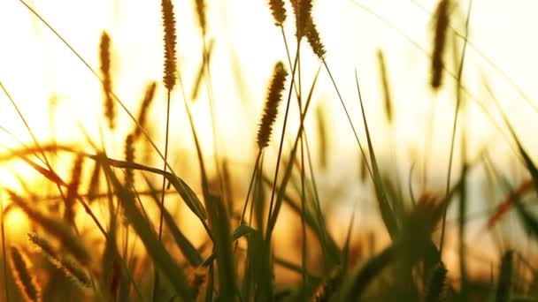 Arrière-plan avec herbe sauvage et lumière du soleil — Video