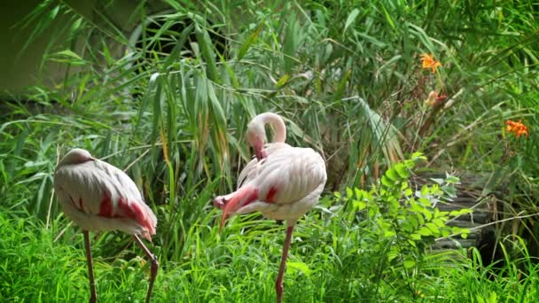 Flamingo cleans her feathers — Stock Video