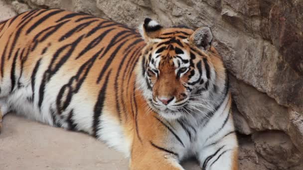 Tigre quer dormir — Vídeo de Stock