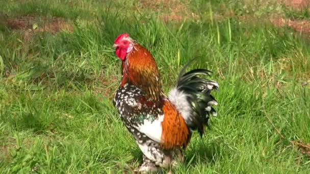 Rooster runs across the grass — Stock Video