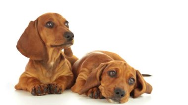 iki dachshund köpekler