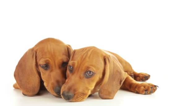 Sensibilité du chiot 