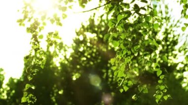 Huş ağacı dalları ve güneş