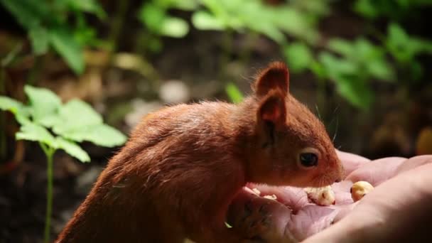 Squirrel eats nuts — Stock Video