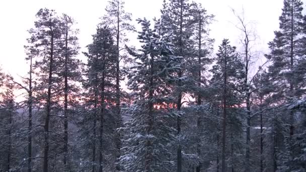 Tall på en bakgrund av kommande solen — Stockvideo