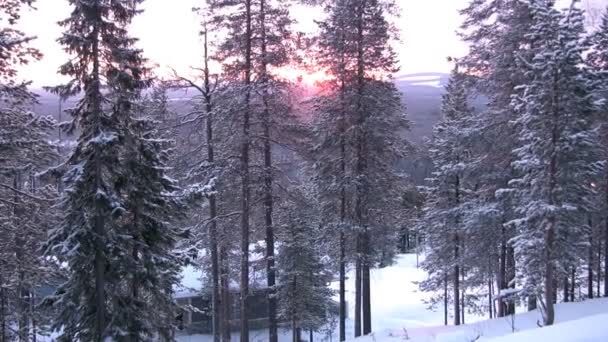 Les rayons solaires brillent à travers les branches — Video