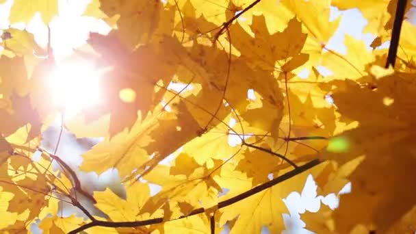 Feuilles d'érable et soleil 