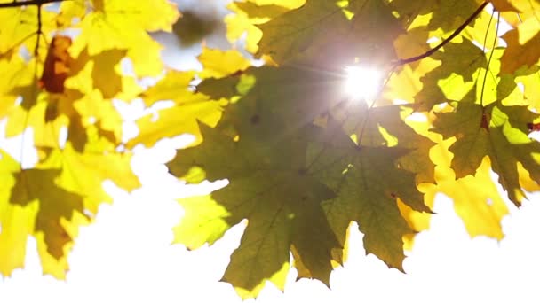 Soleil et feuilles d'érable 