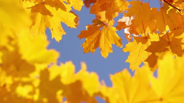 Maple leaves and sky — Stock Video