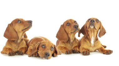 dört dachshund köpek
