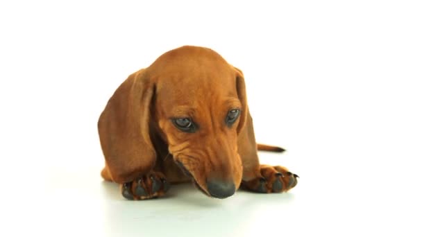 Chien mange du fromage 