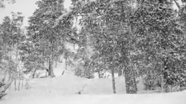 Snöfall i skogen — Stockvideo